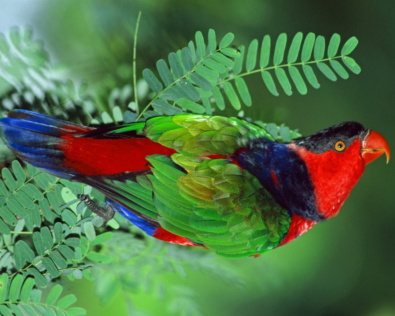 Parrot wallpaper fotoalbum #4 - 1280x1024