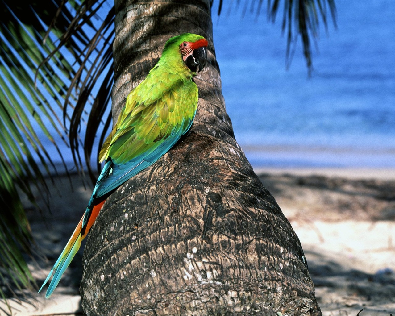 Parrot wallpaper fotoalbum #6 - 1280x1024