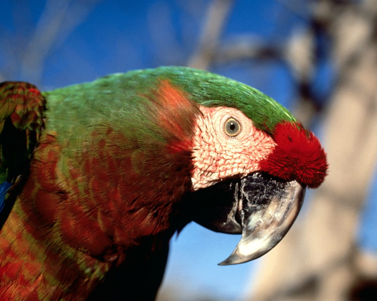 Parrot wallpaper fotoalbum #7 - 1280x1024