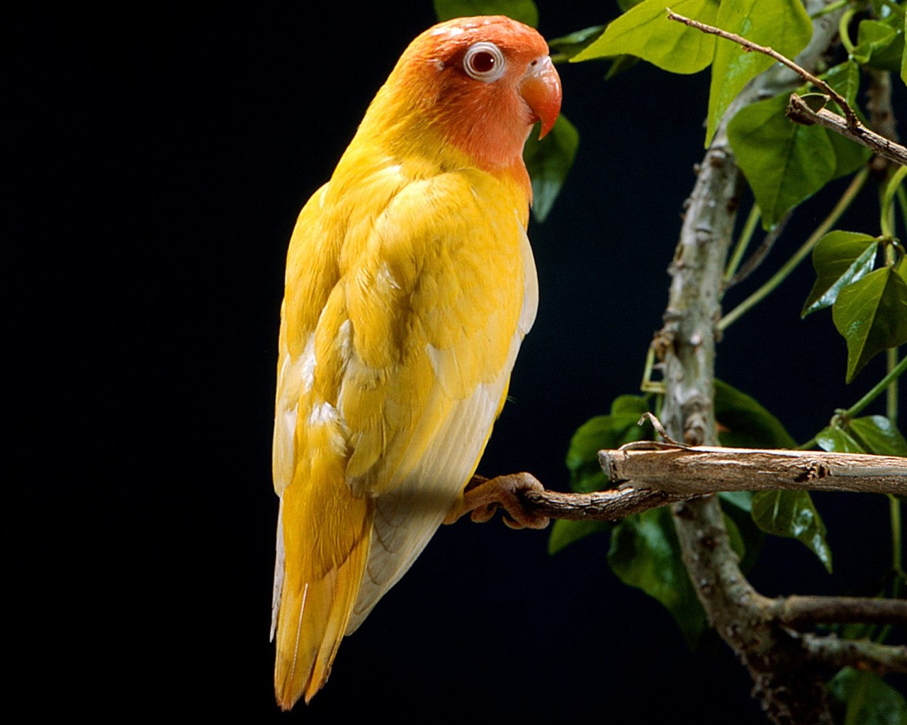 Parrot wallpaper fotoalbum #8 - 1280x1024