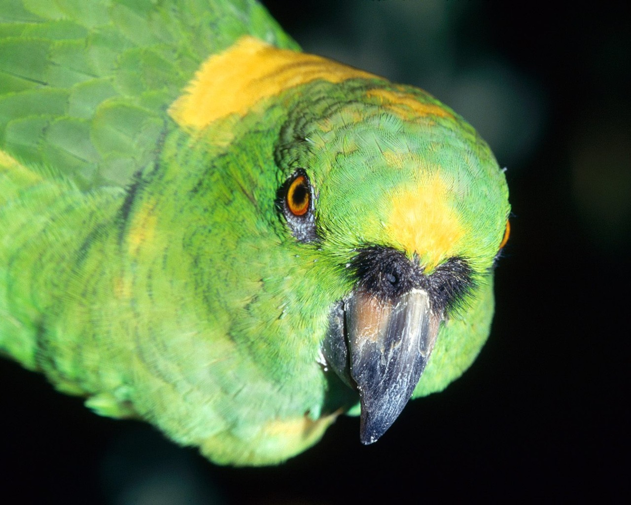 Parrot wallpaper photo album #9 - 1280x1024