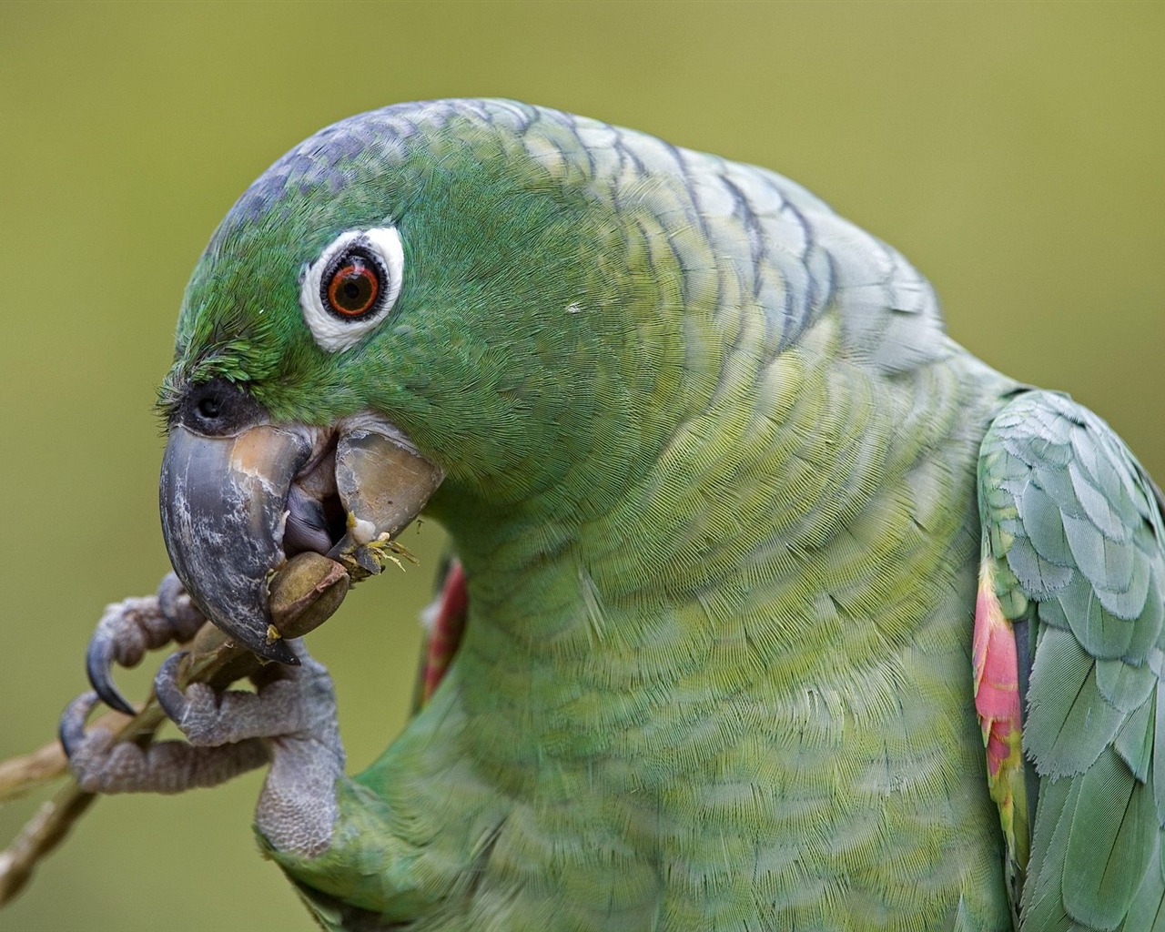 Parrot wallpaper fotoalbum #10 - 1280x1024