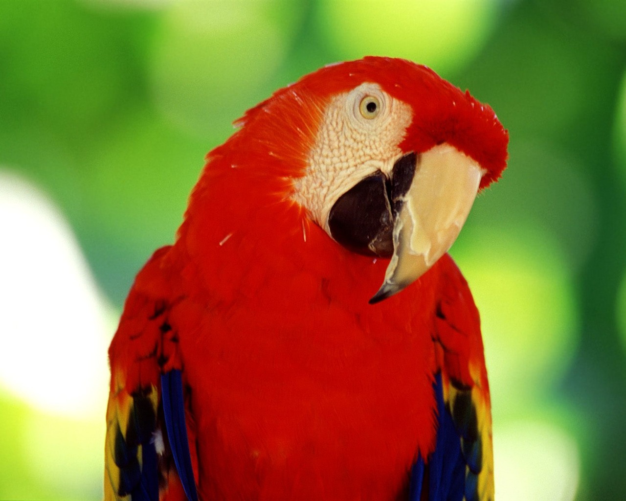 Parrot wallpaper fotoalbum #11 - 1280x1024