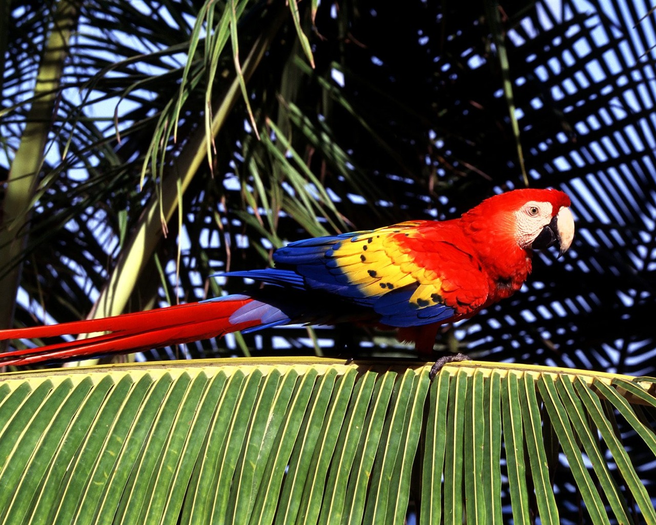 Parrot wallpaper photo album #12 - 1280x1024