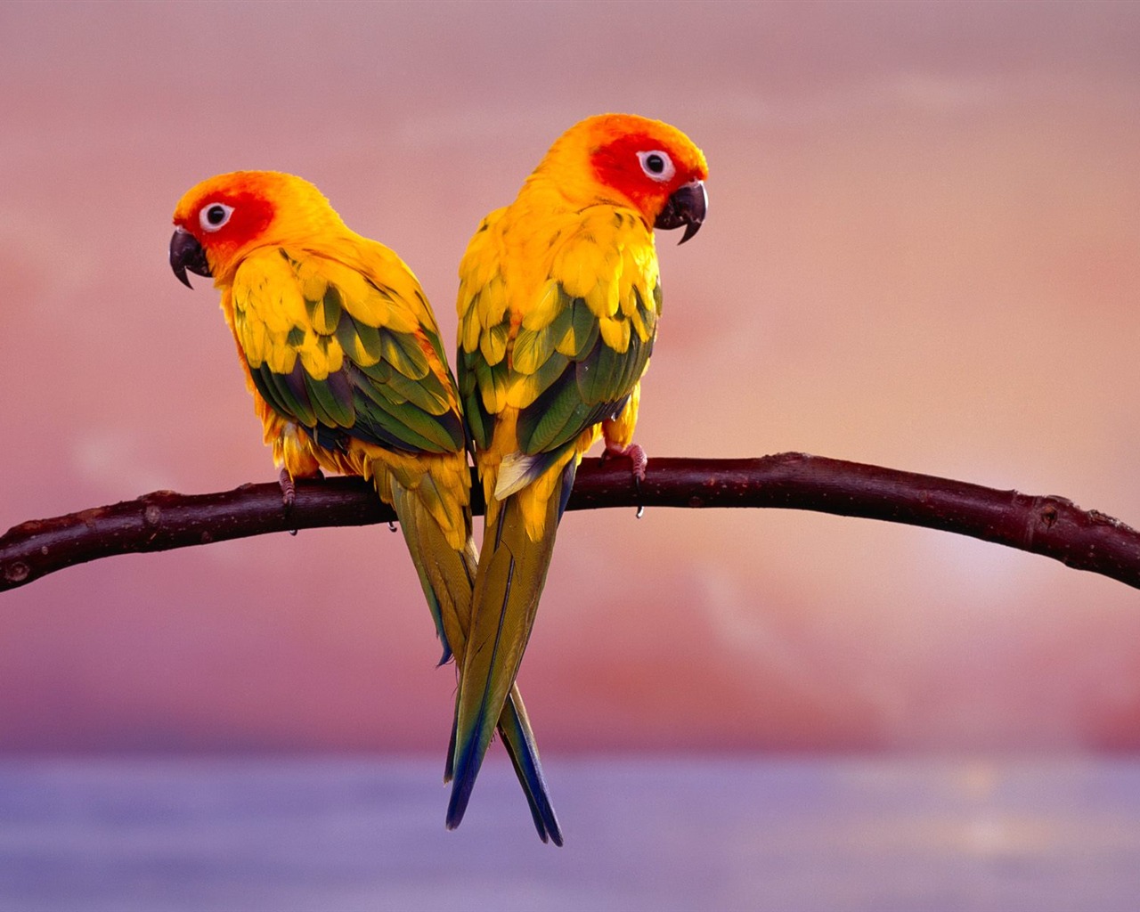 Parrot wallpaper photo album #14 - 1280x1024