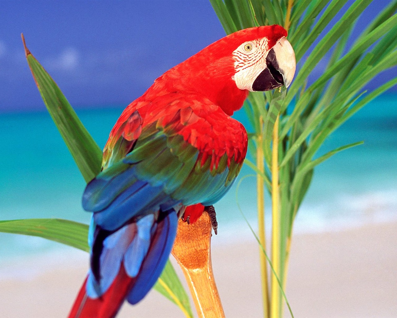 Parrot wallpaper photo album #15 - 1280x1024