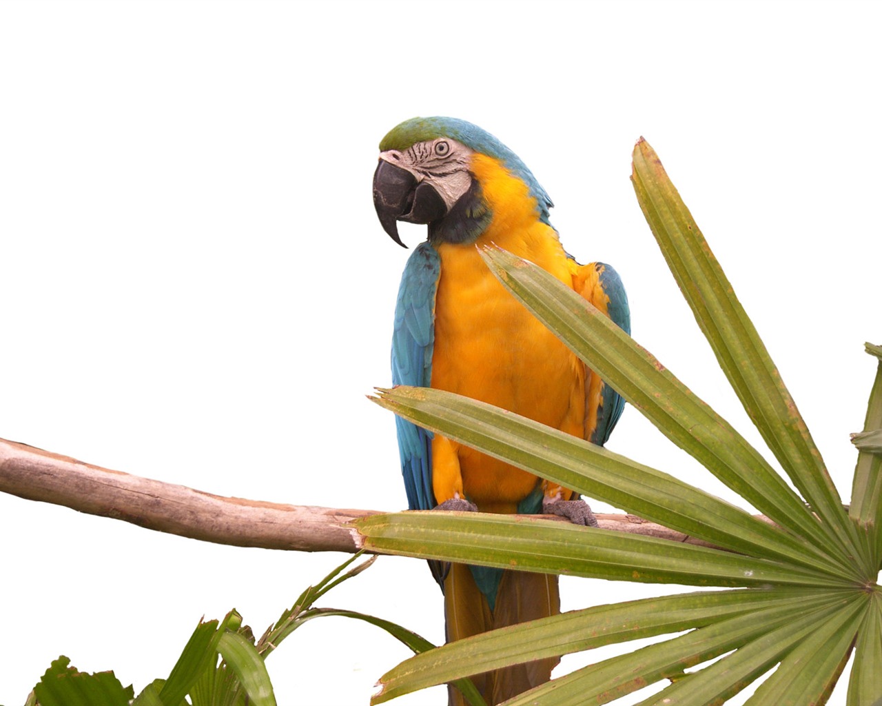 Parrot wallpaper fotoalbum #17 - 1280x1024