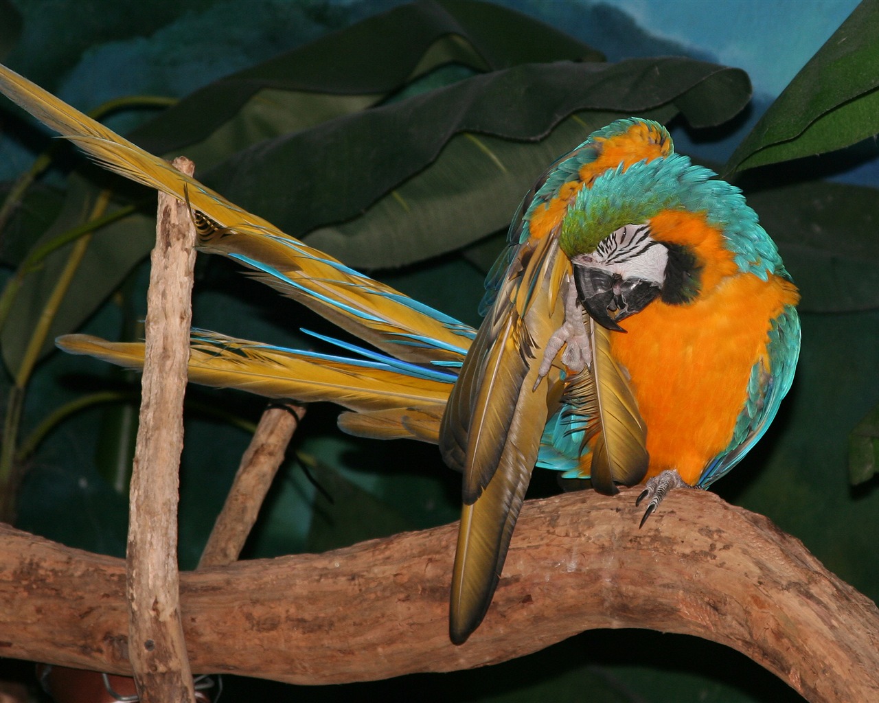 Parrot wallpaper fotoalbum #18 - 1280x1024