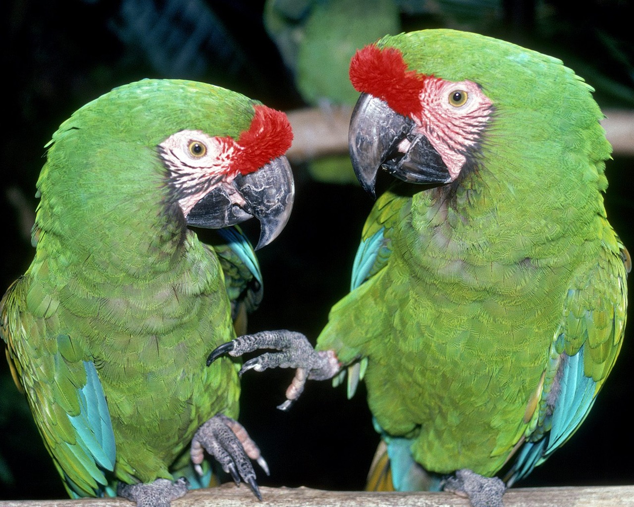 Parrot wallpaper fotoalbum #19 - 1280x1024