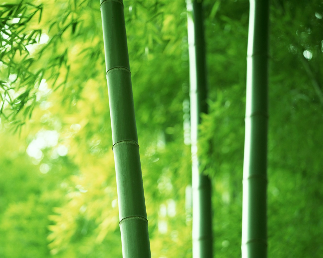 Green bamboo wallpaper albums #1 - 1280x1024