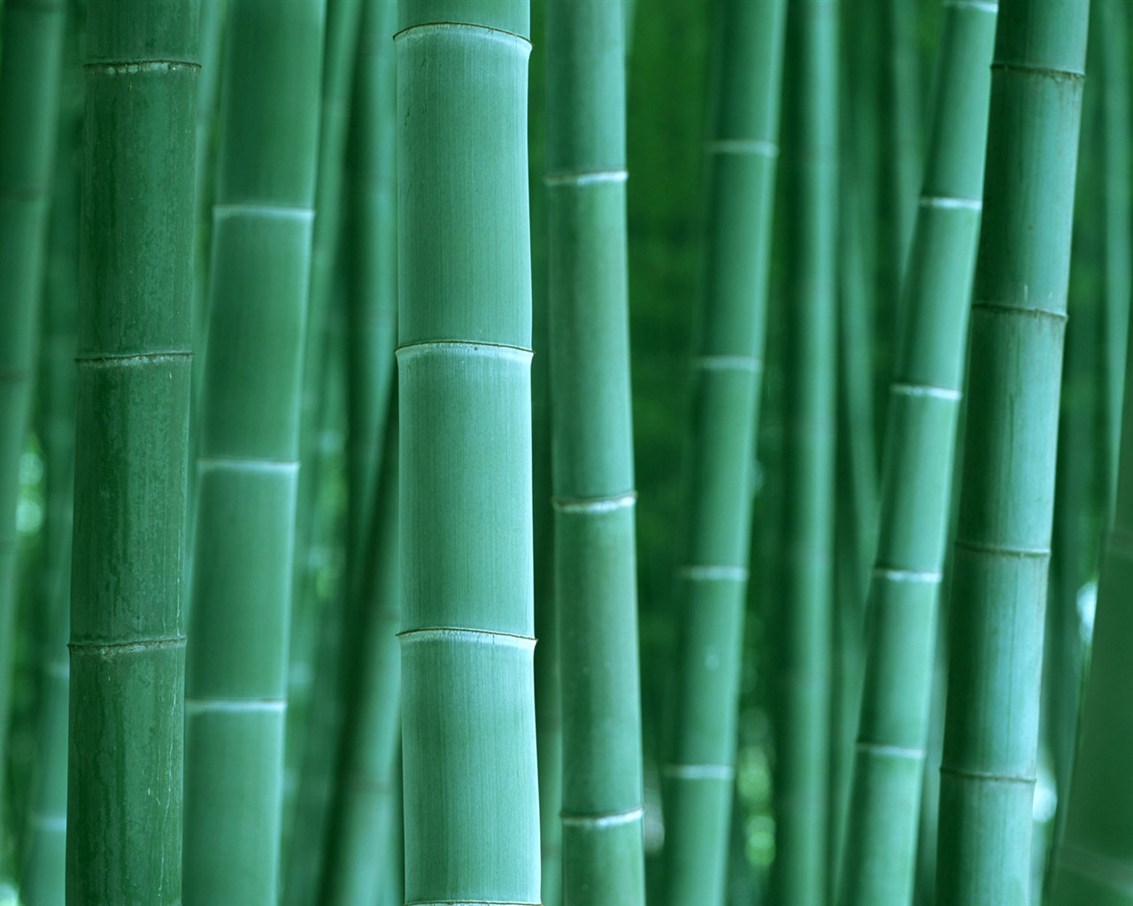 绿色竹林 壁纸专辑2 - 1280x1024