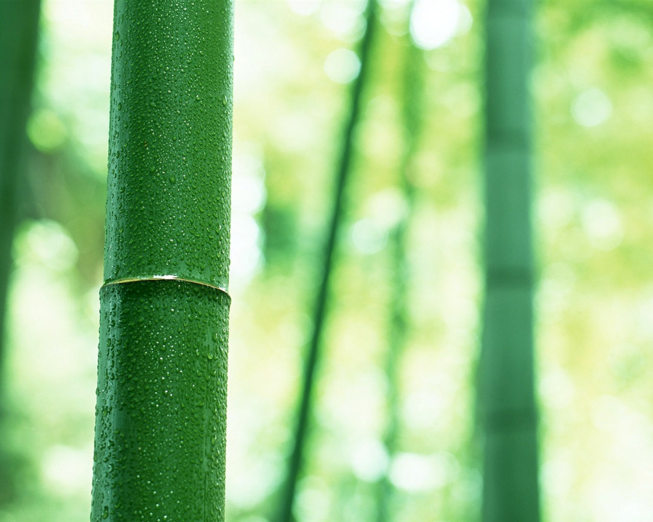 Green Bambus Tapeten Alben #3 - 1280x1024
