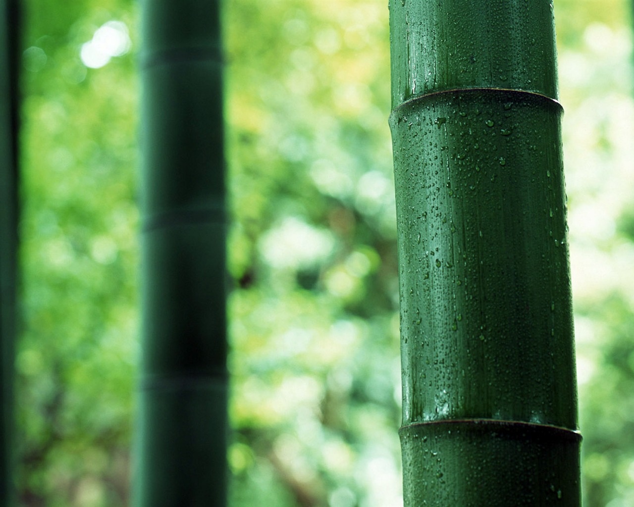 Green bamboo wallpaper albums #4 - 1280x1024