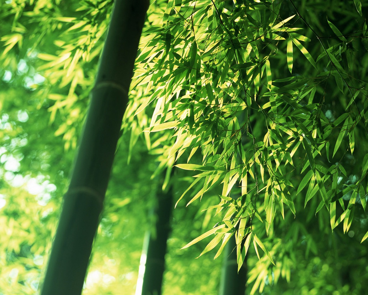 Green bamboo wallpaper albums #5 - 1280x1024
