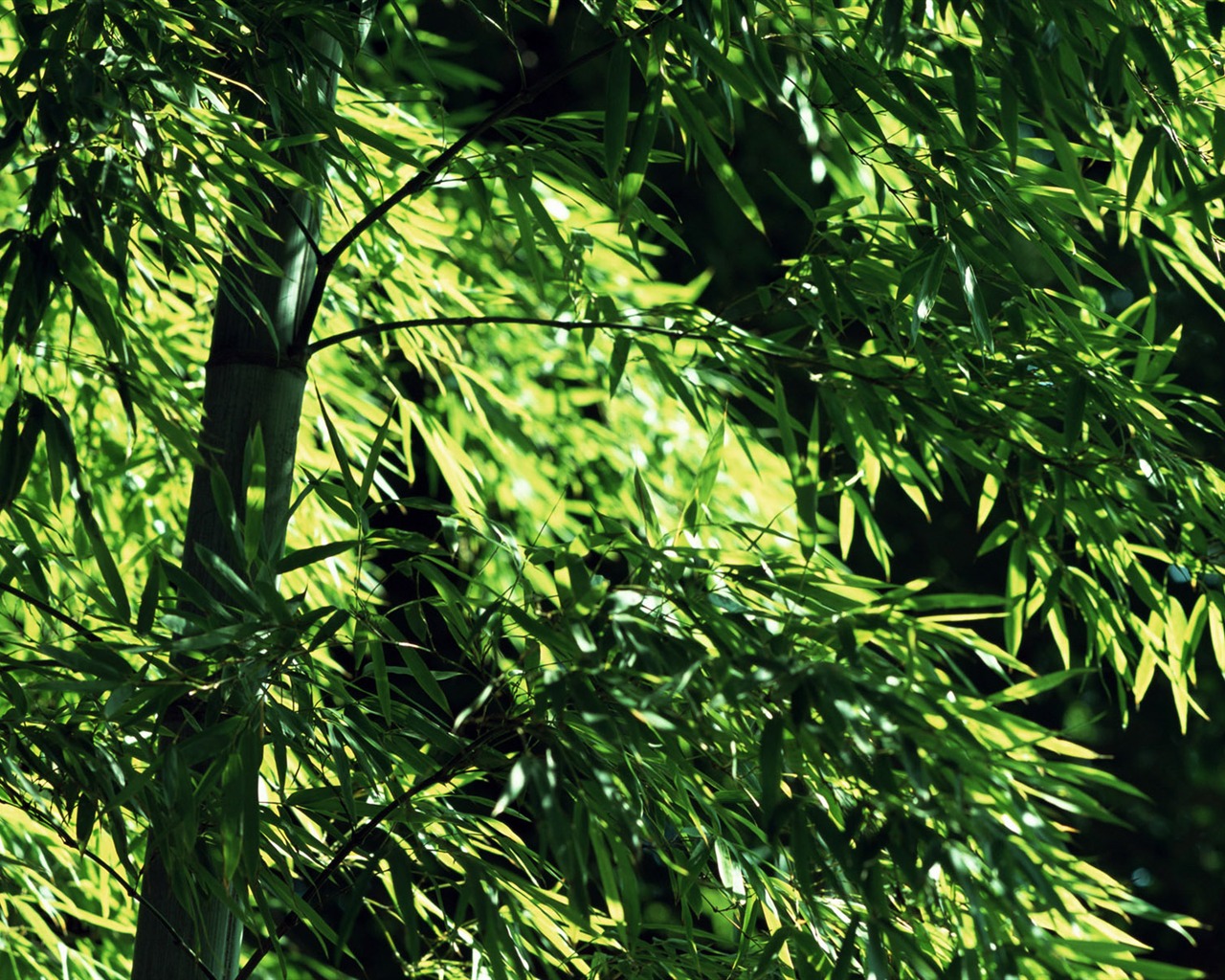 Zelené bambusové tapety alba #6 - 1280x1024