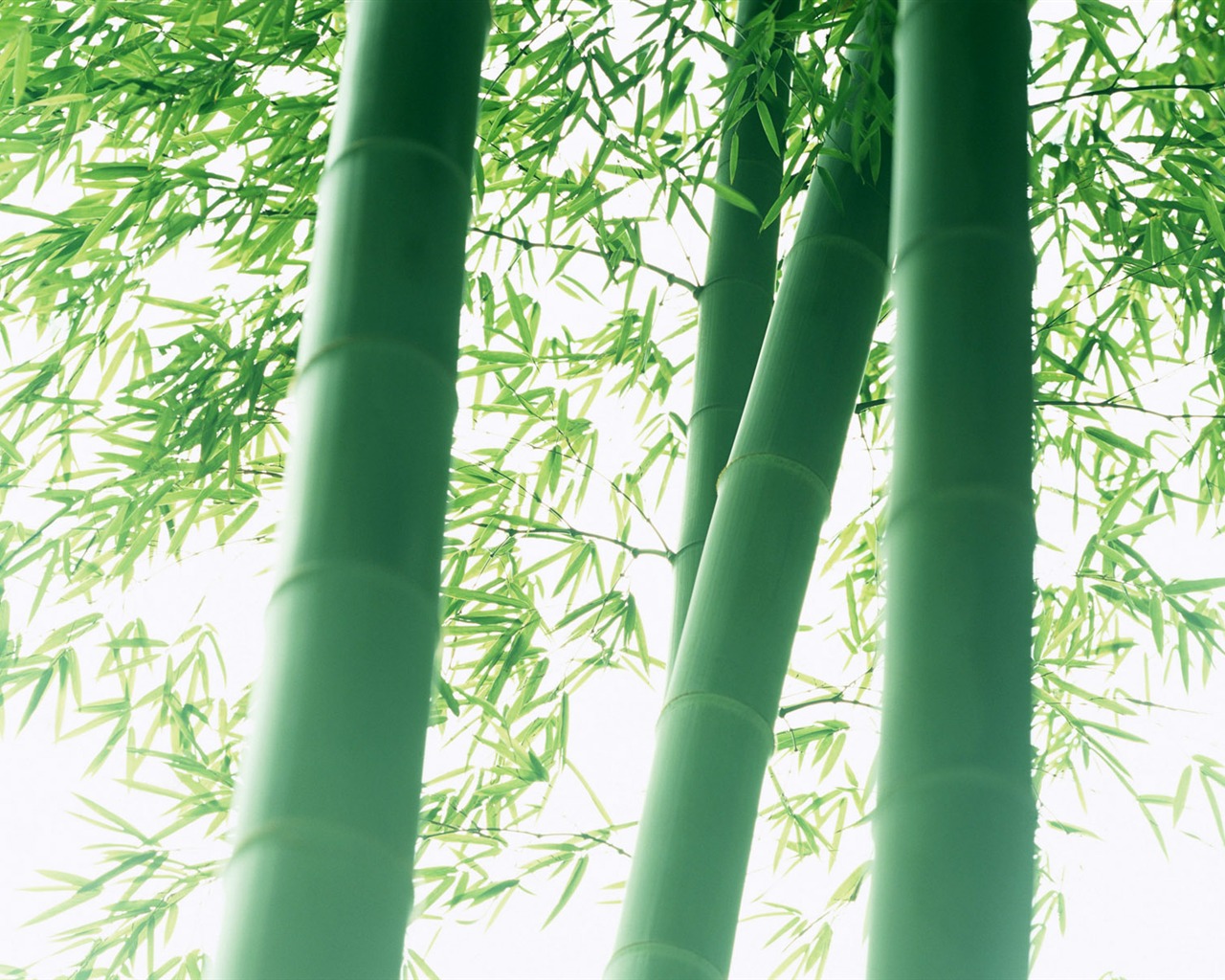 Green bamboo wallpaper albums #7 - 1280x1024