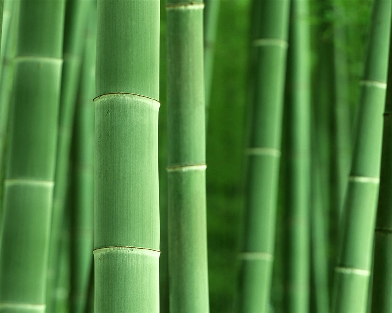 Green bamboo wallpaper albums #8 - 1280x1024