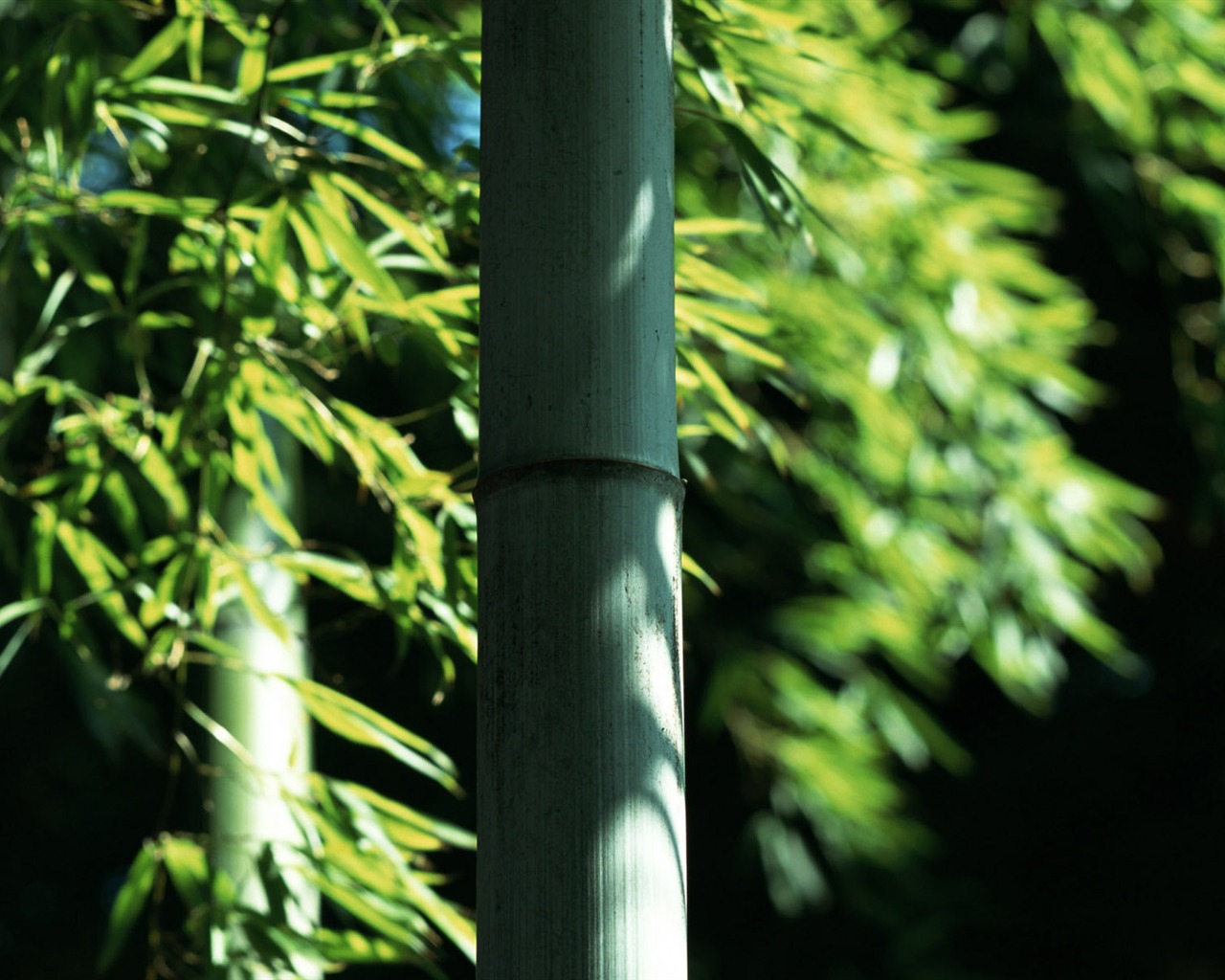 Green bamboo wallpaper albums #9 - 1280x1024