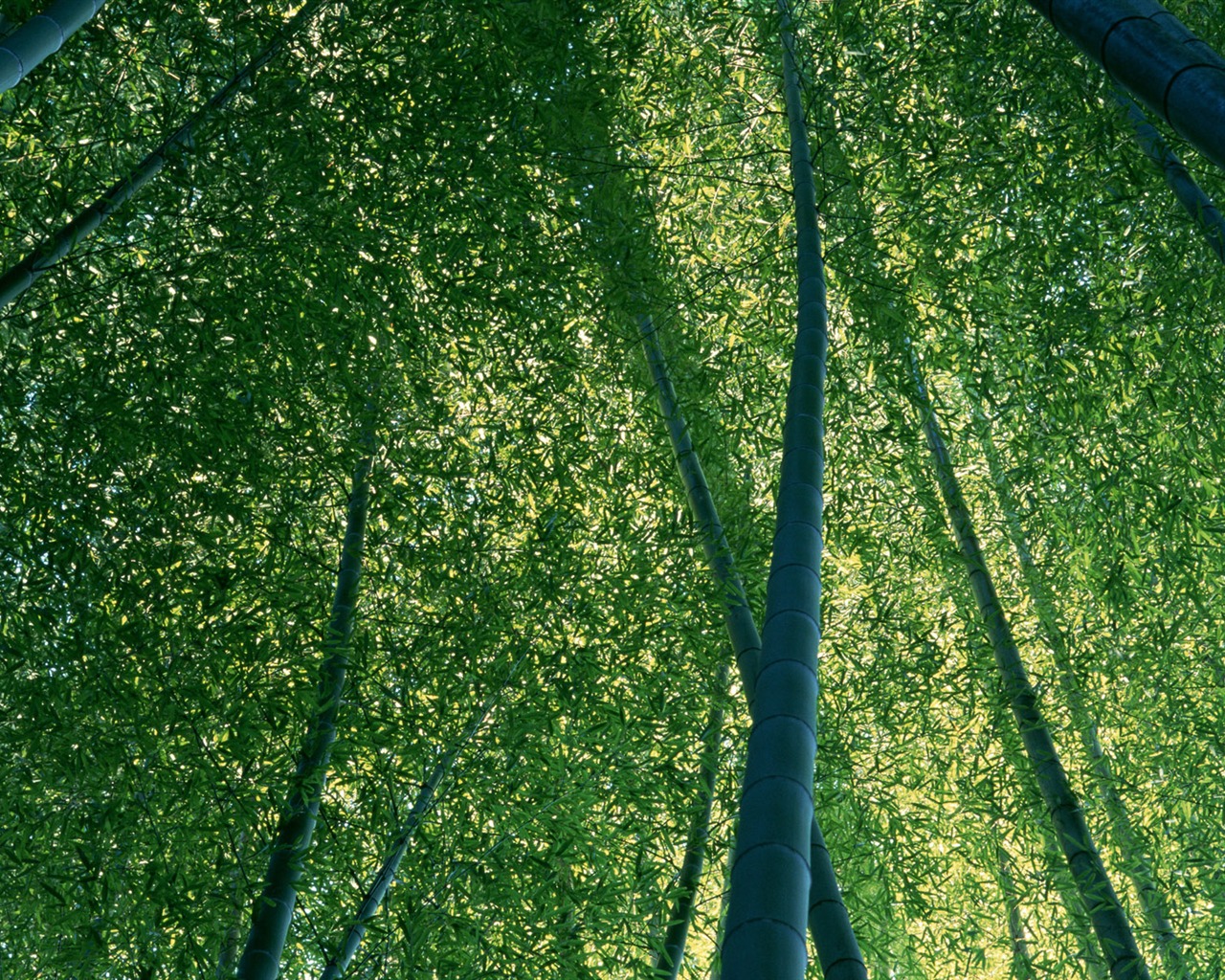 Green bamboo wallpaper albums #11 - 1280x1024