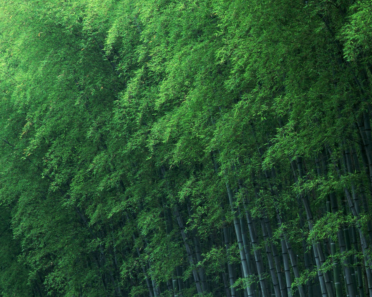 綠色竹林 壁紙專輯 #12 - 1280x1024
