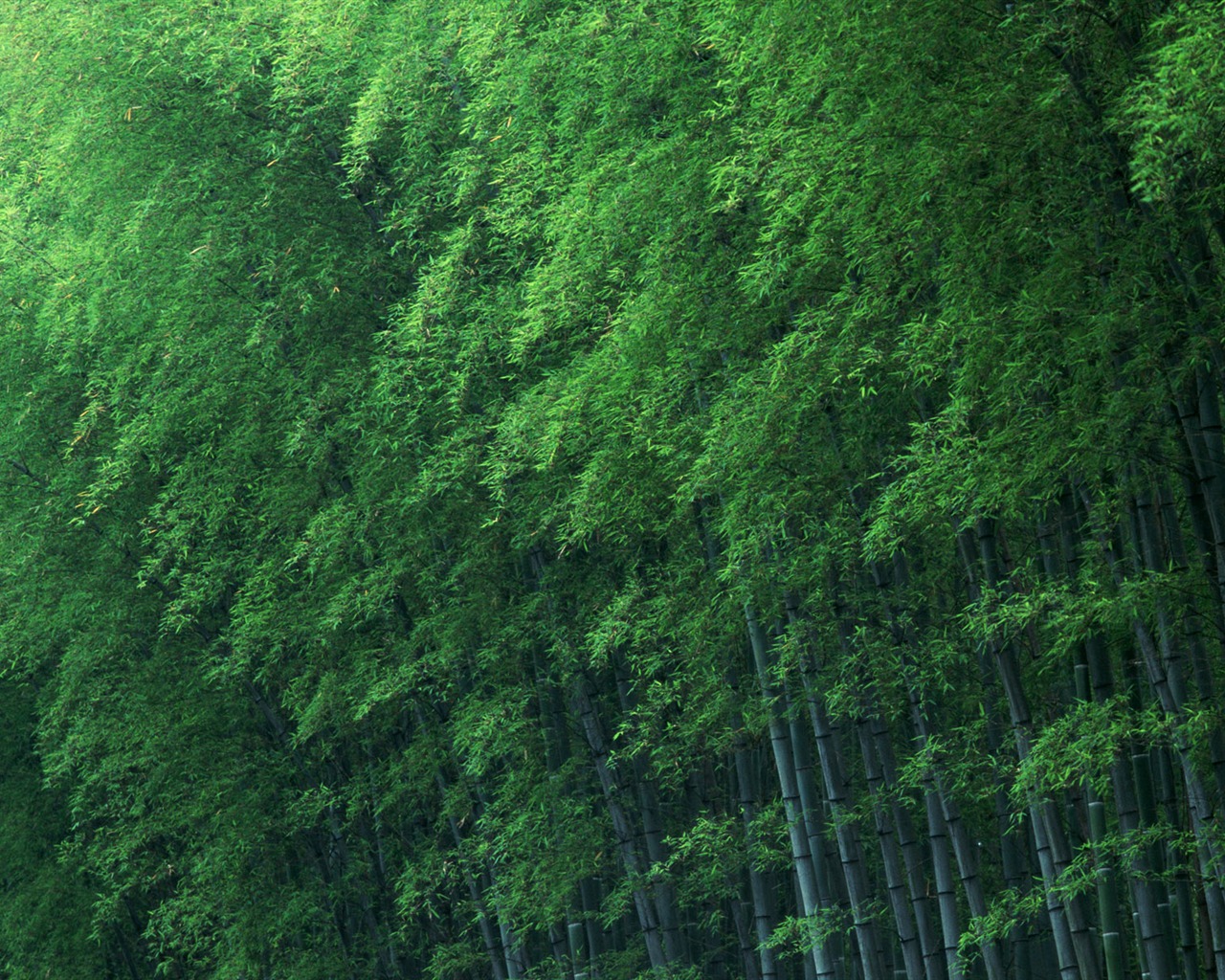 Zelené bambusové tapety alba #12 - 1280x1024