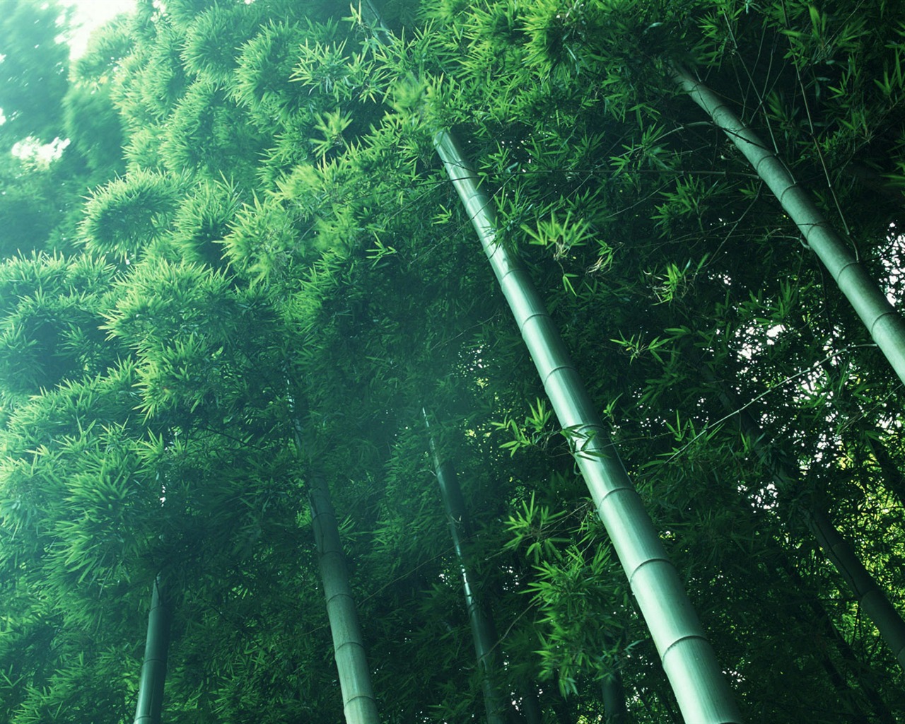 Green bamboo wallpaper albums #13 - 1280x1024