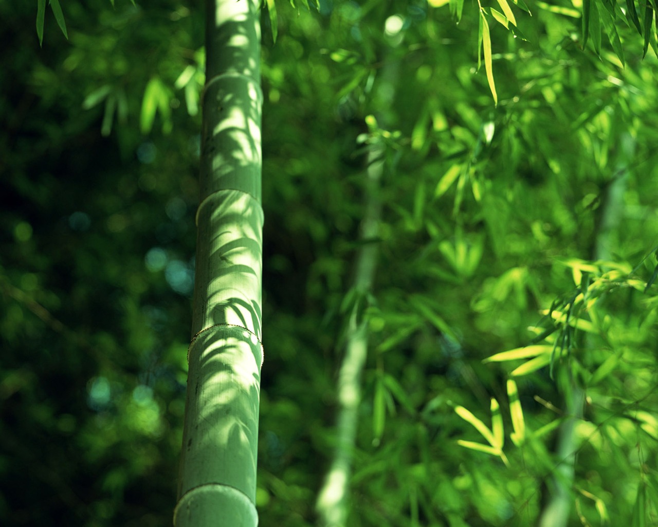 Green bamboo wallpaper albums #14 - 1280x1024