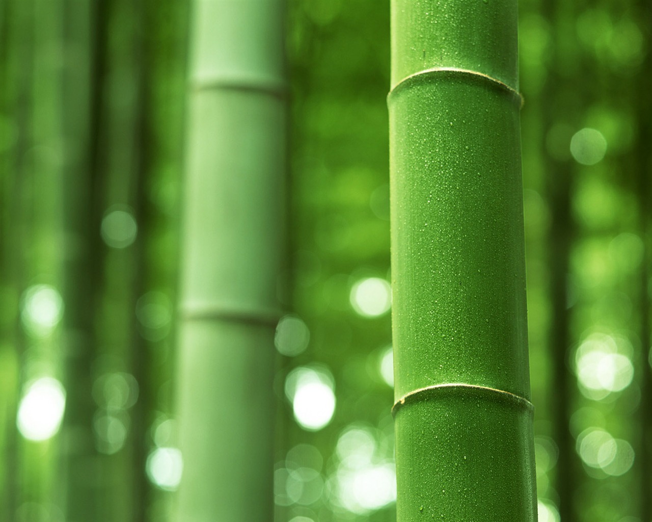 Green bamboo wallpaper albums #15 - 1280x1024
