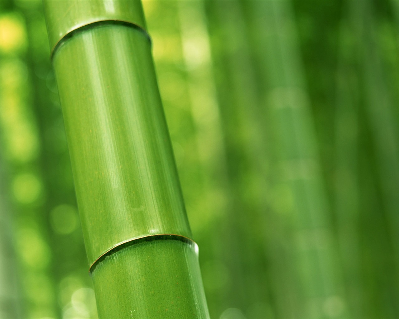 绿色竹林 壁纸专辑16 - 1280x1024