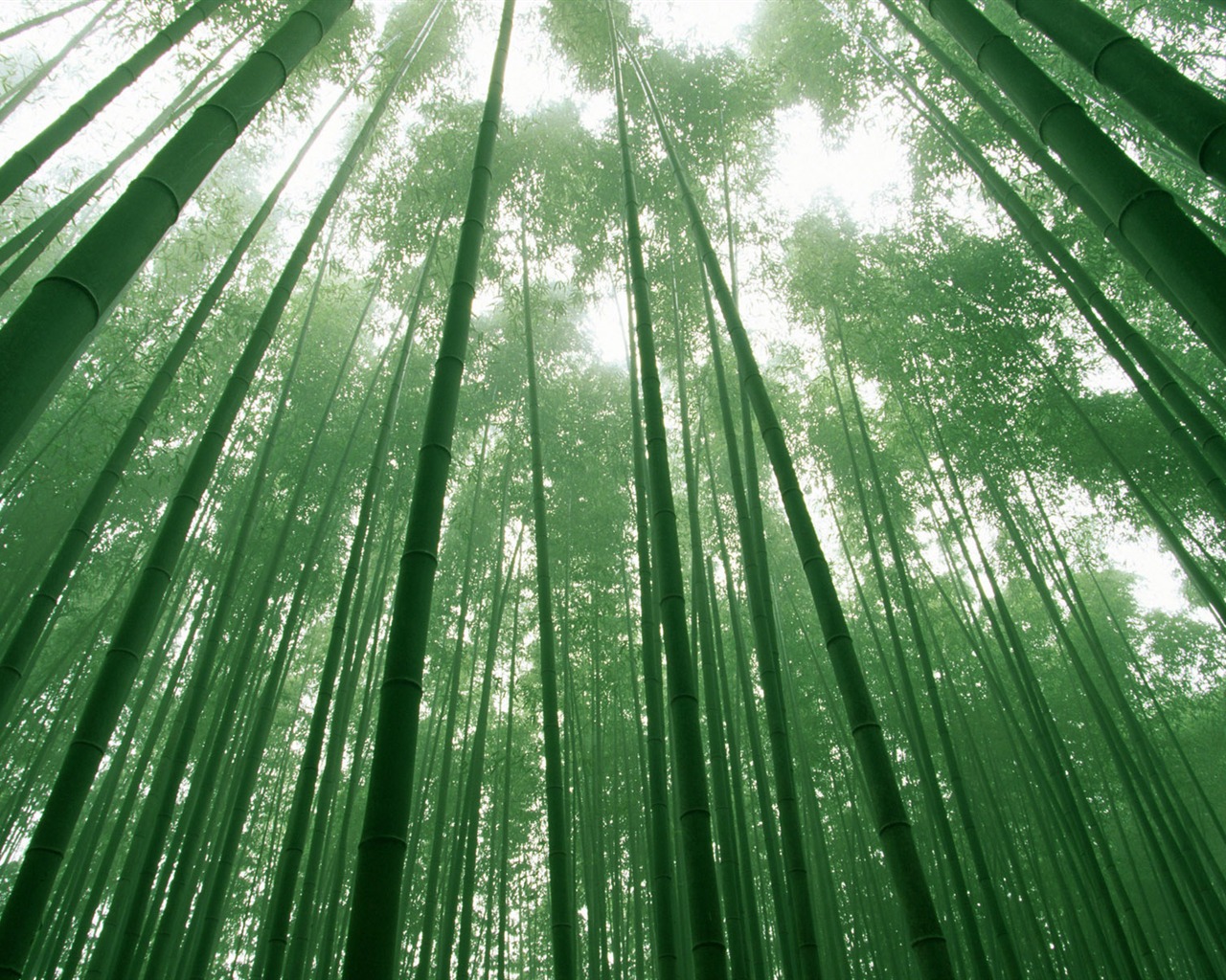 绿色竹林 壁纸专辑17 - 1280x1024