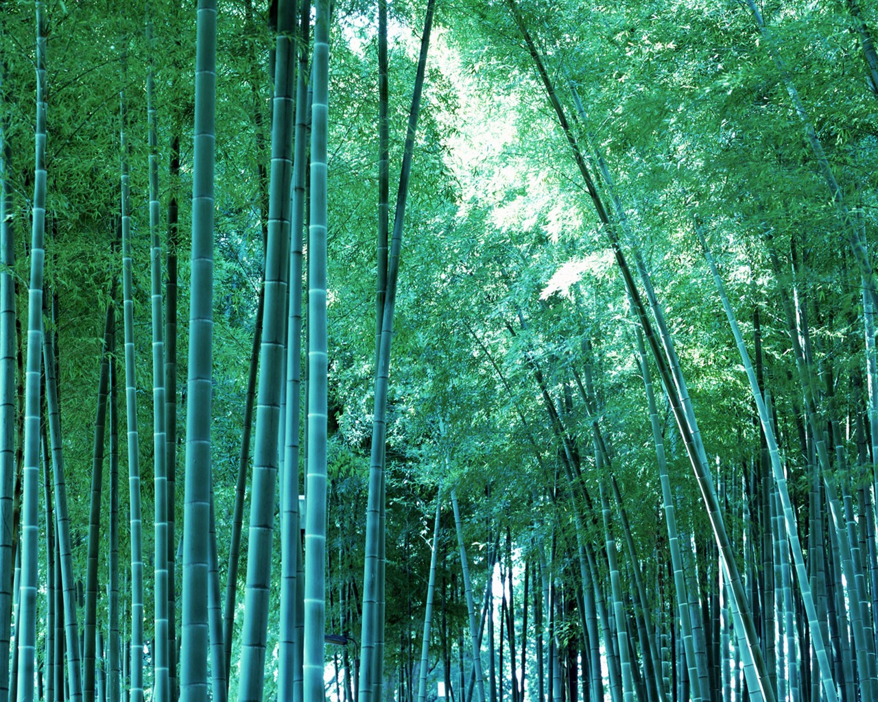 Zelené bambusové tapety alba #19 - 1280x1024