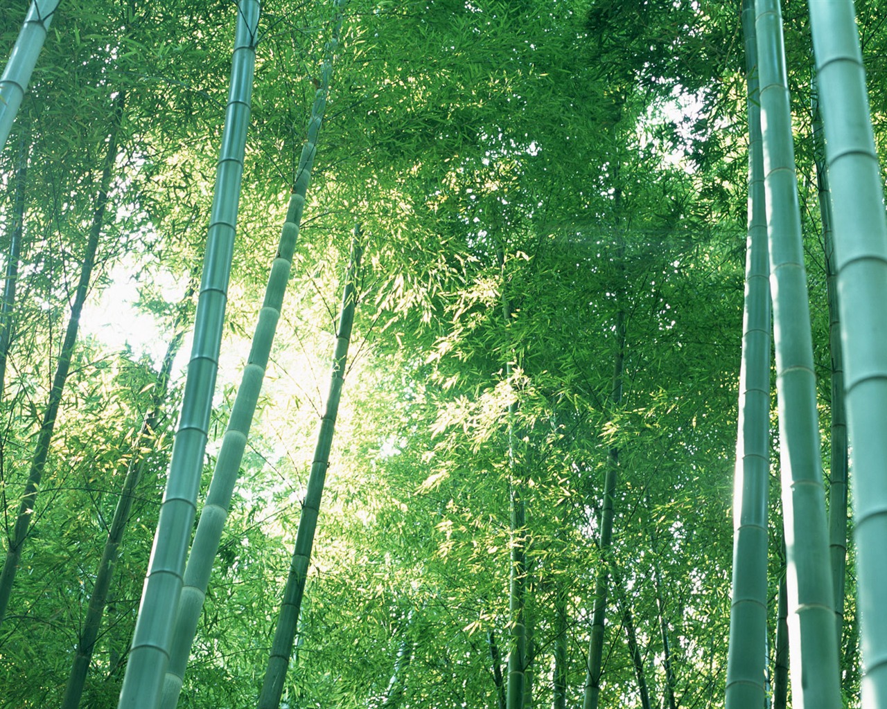 绿色竹林 壁纸专辑20 - 1280x1024