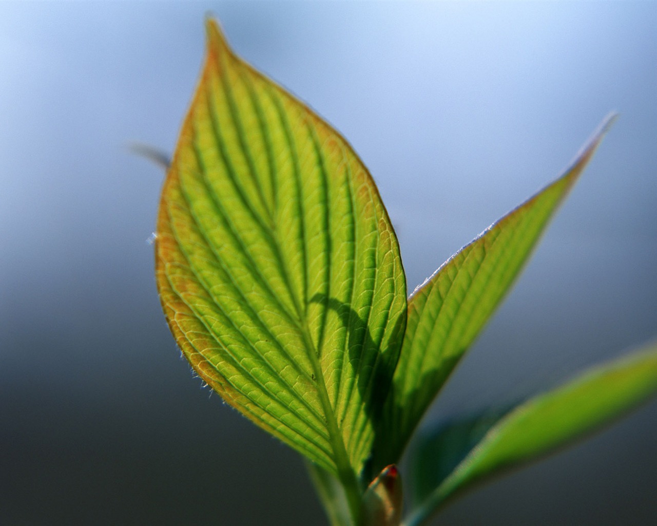 Fond d'écran vert photo feuille (1) #6 - 1280x1024