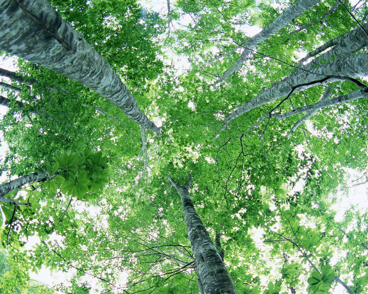 Green leaf photo wallpaper (2) #2 - 1280x1024