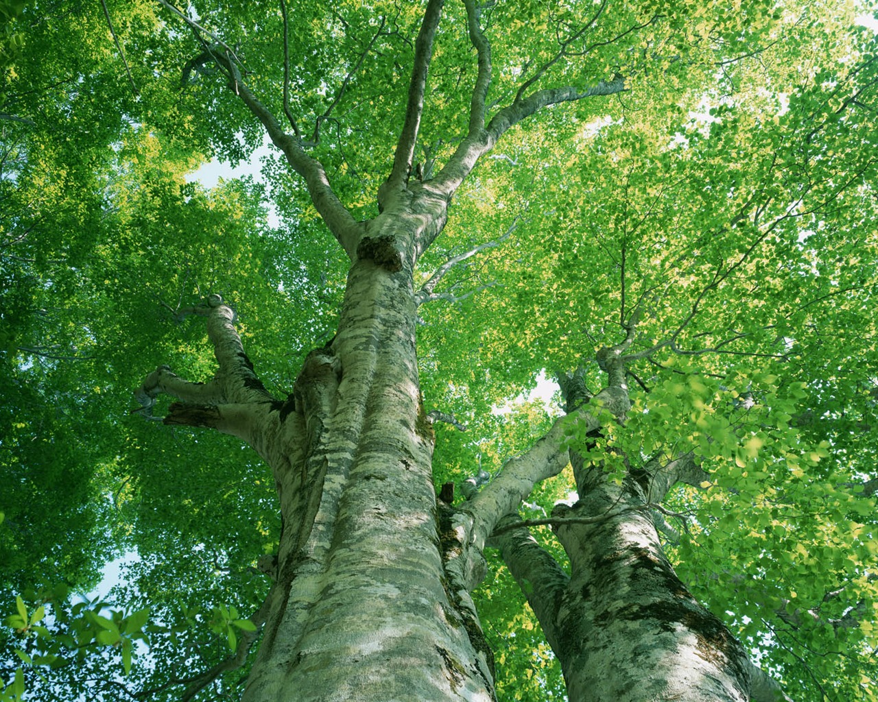 Zelená listová foto tapetu (2) #6 - 1280x1024