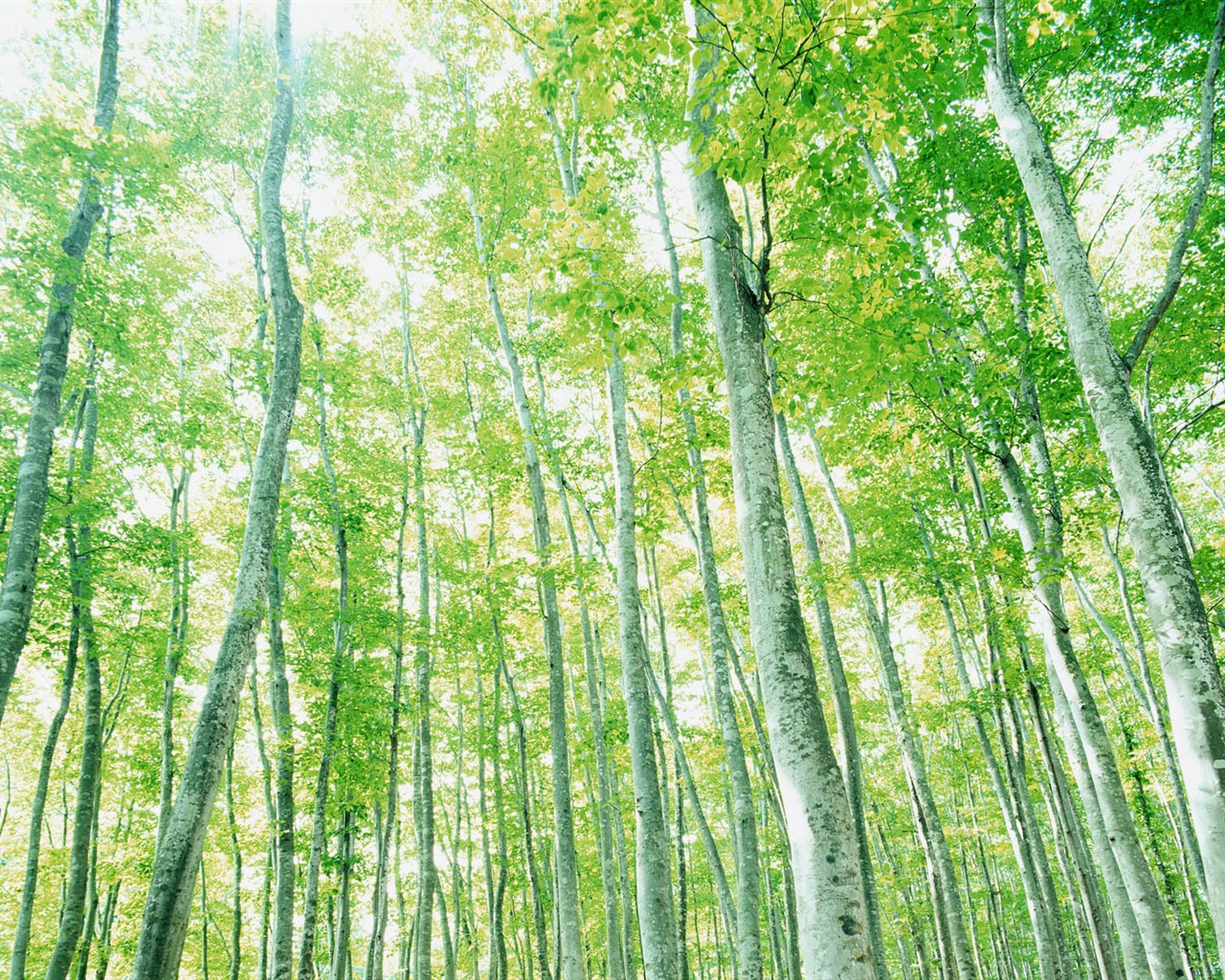 녹색 잎 사진 벽지 (2) #7 - 1280x1024