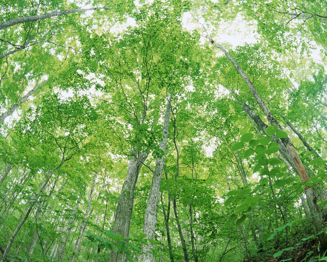 녹색 잎 사진 벽지 (2) #8 - 1280x1024