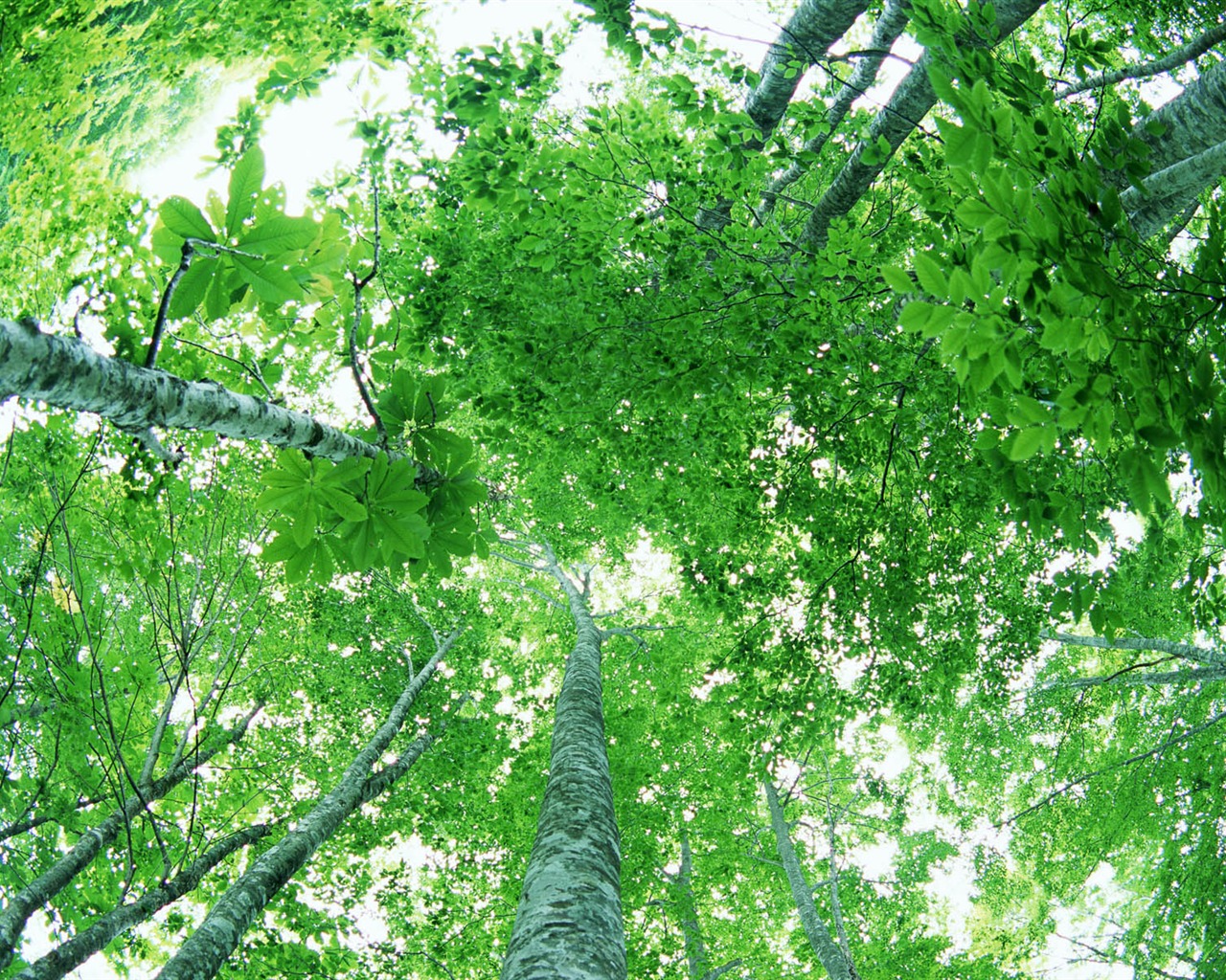녹색 잎 사진 벽지 (2) #9 - 1280x1024