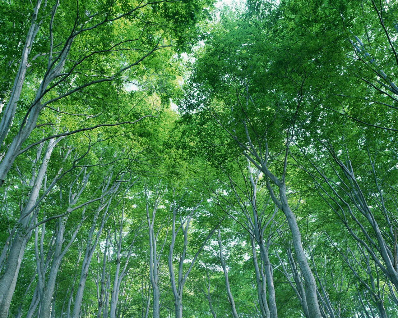 綠葉寫真 壁紙(二) #11 - 1280x1024