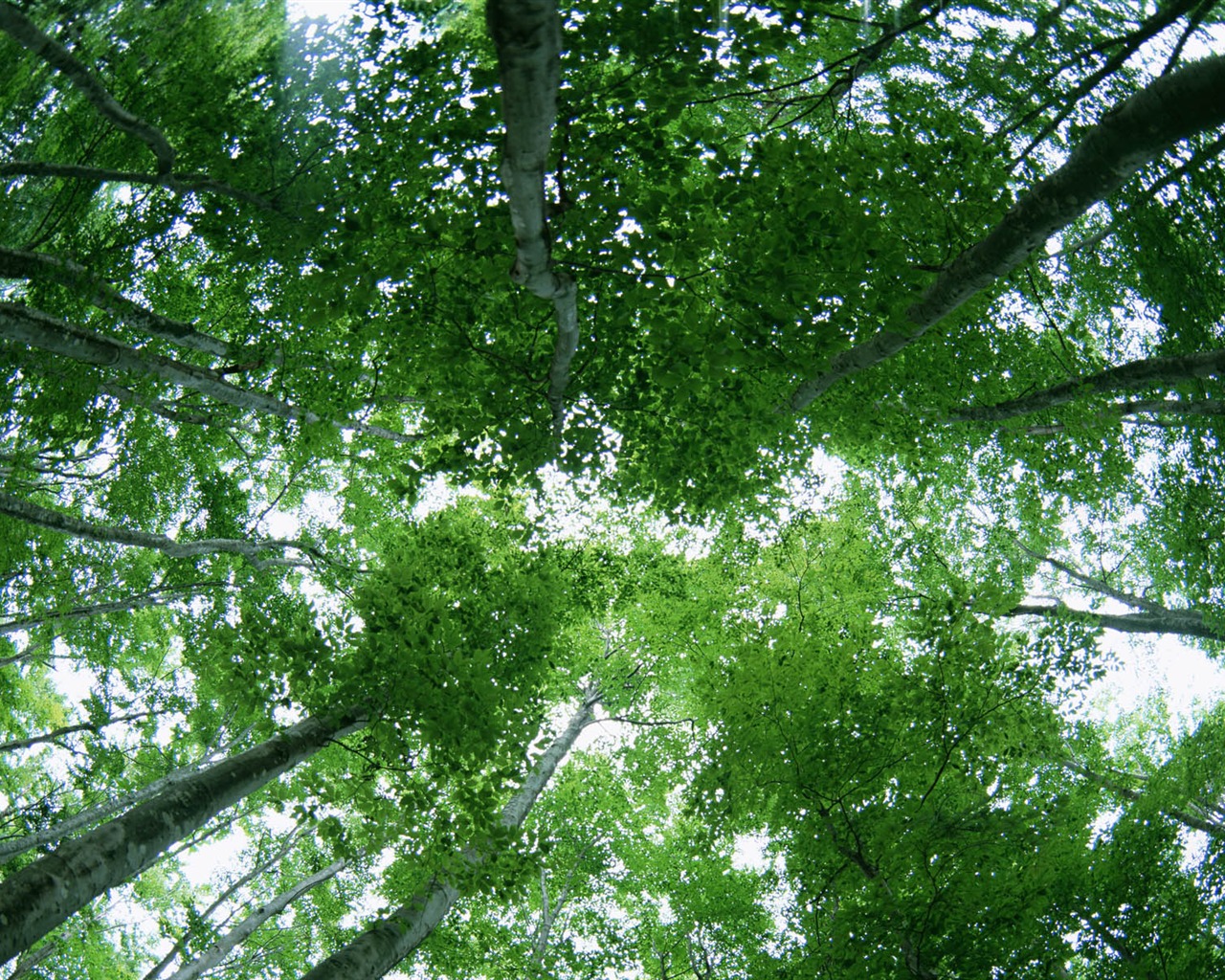 녹색 잎 사진 벽지 (2) #12 - 1280x1024