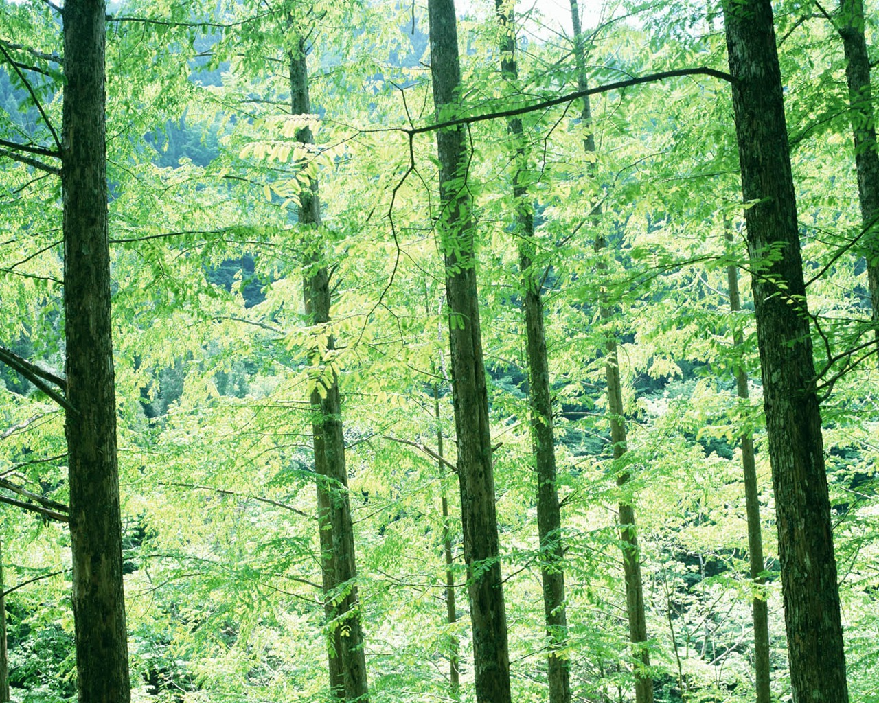 녹색 잎 사진 벽지 (2) #13 - 1280x1024