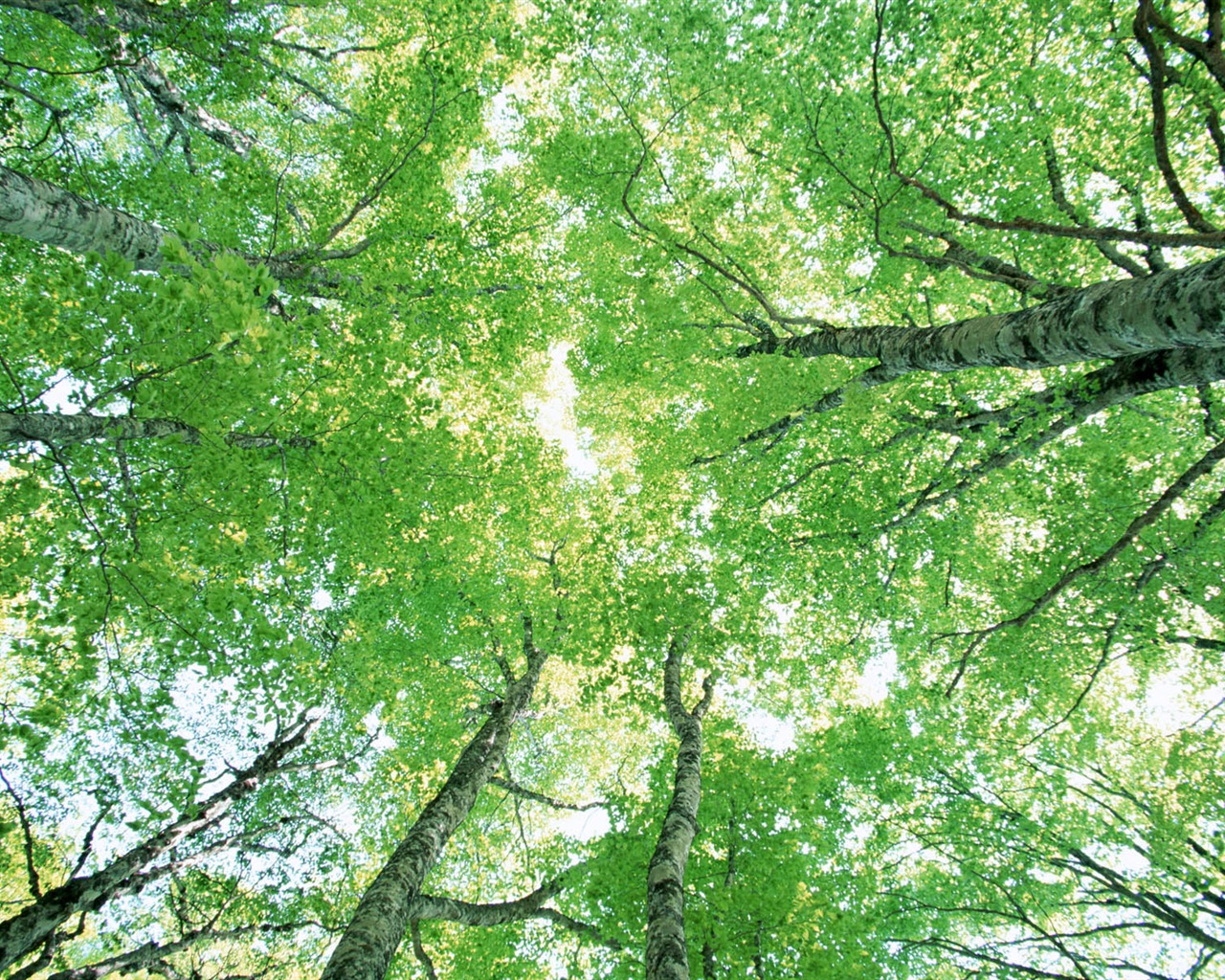 녹색 잎 사진 벽지 (2) #16 - 1280x1024