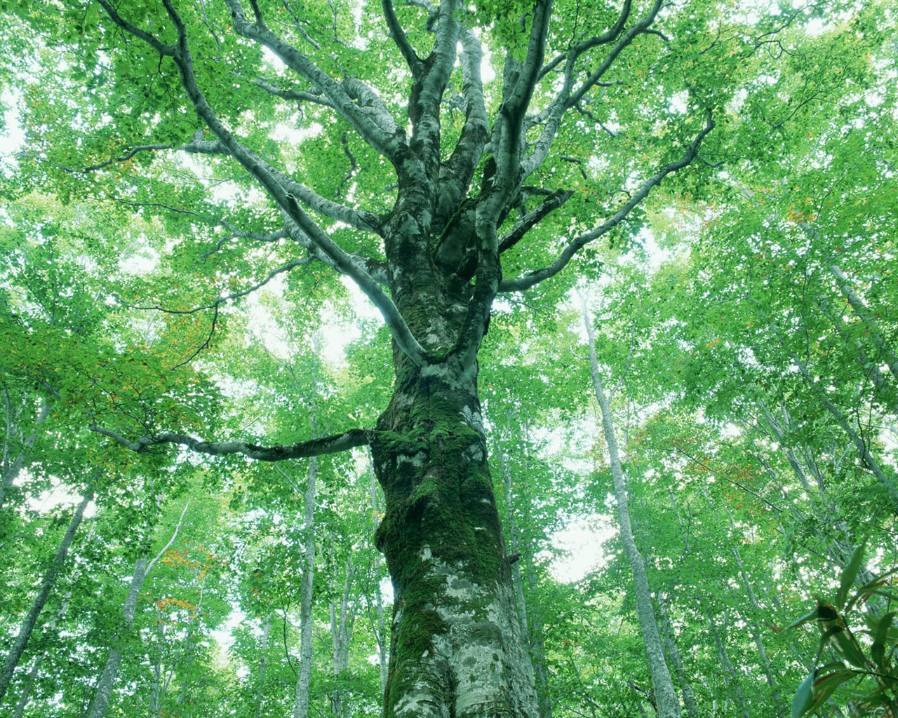 綠葉寫真 壁紙(二) #17 - 1280x1024
