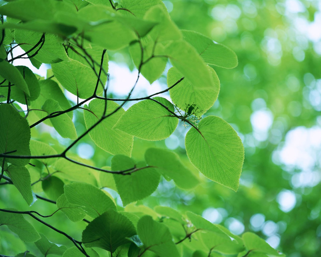 Green leaf photo wallpaper (3) #1 - 1280x1024