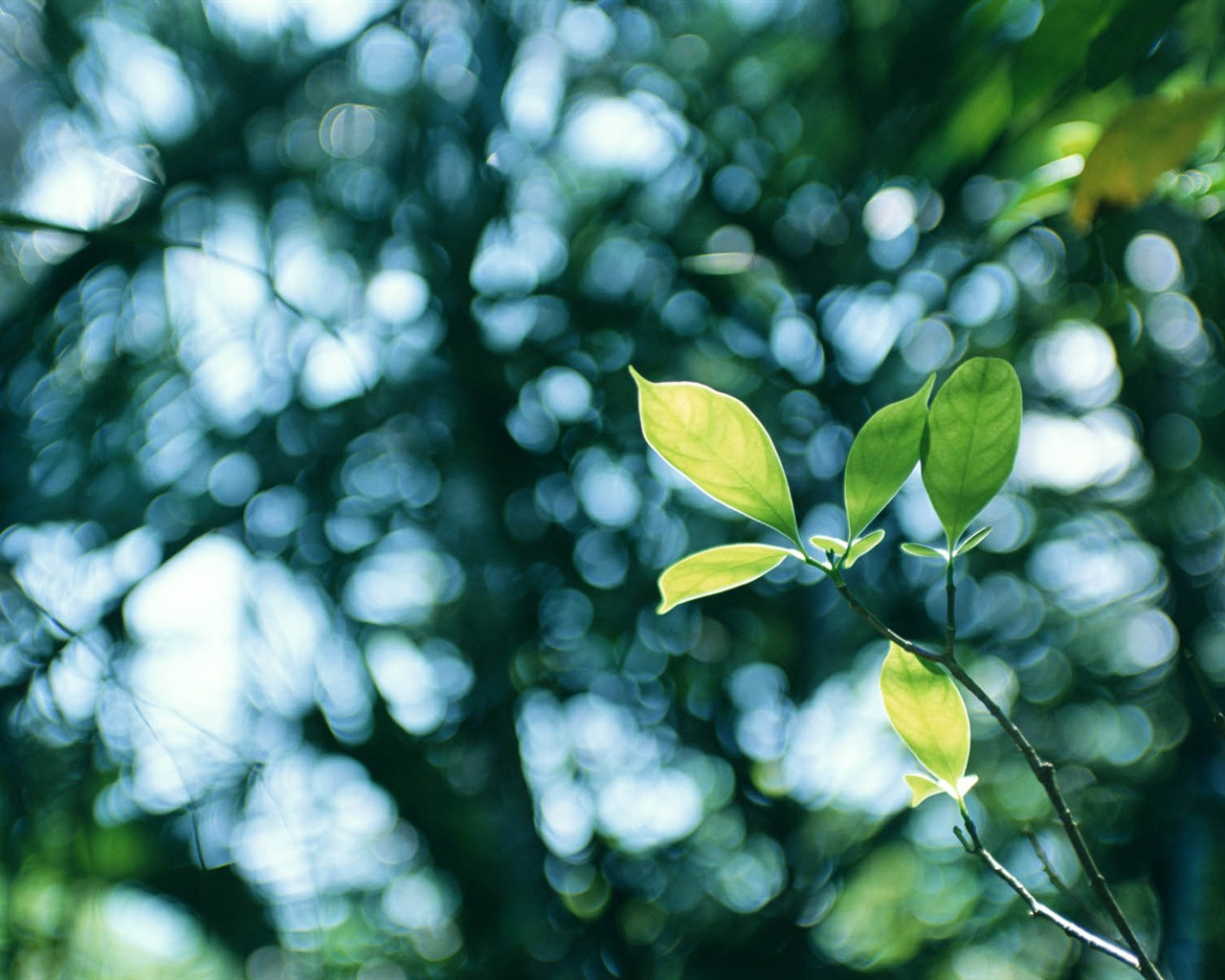 Green leaf photo wallpaper (3) #2 - 1280x1024
