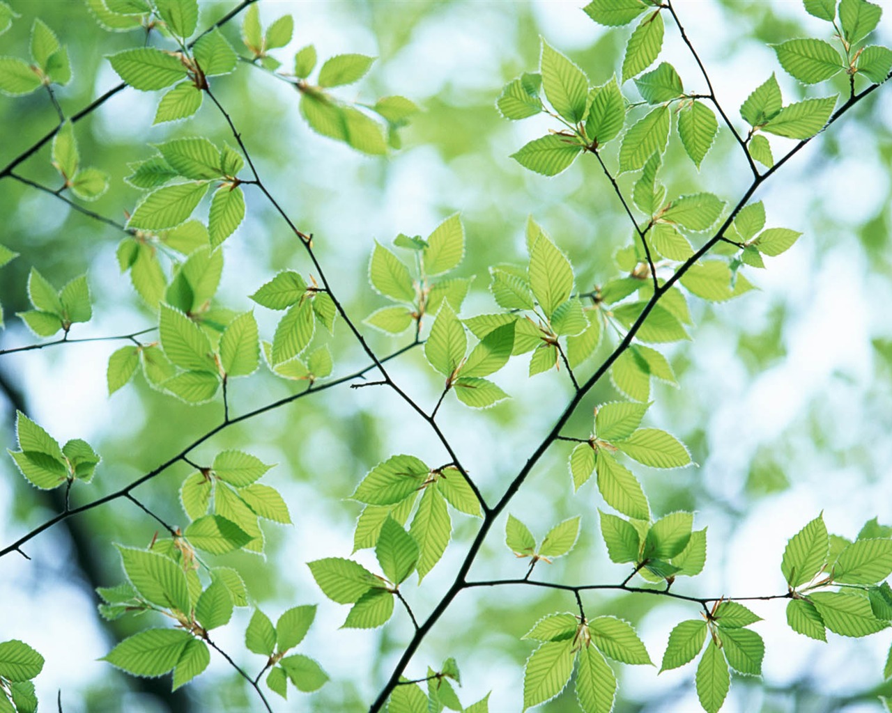Green leaf photo wallpaper (3) #3 - 1280x1024