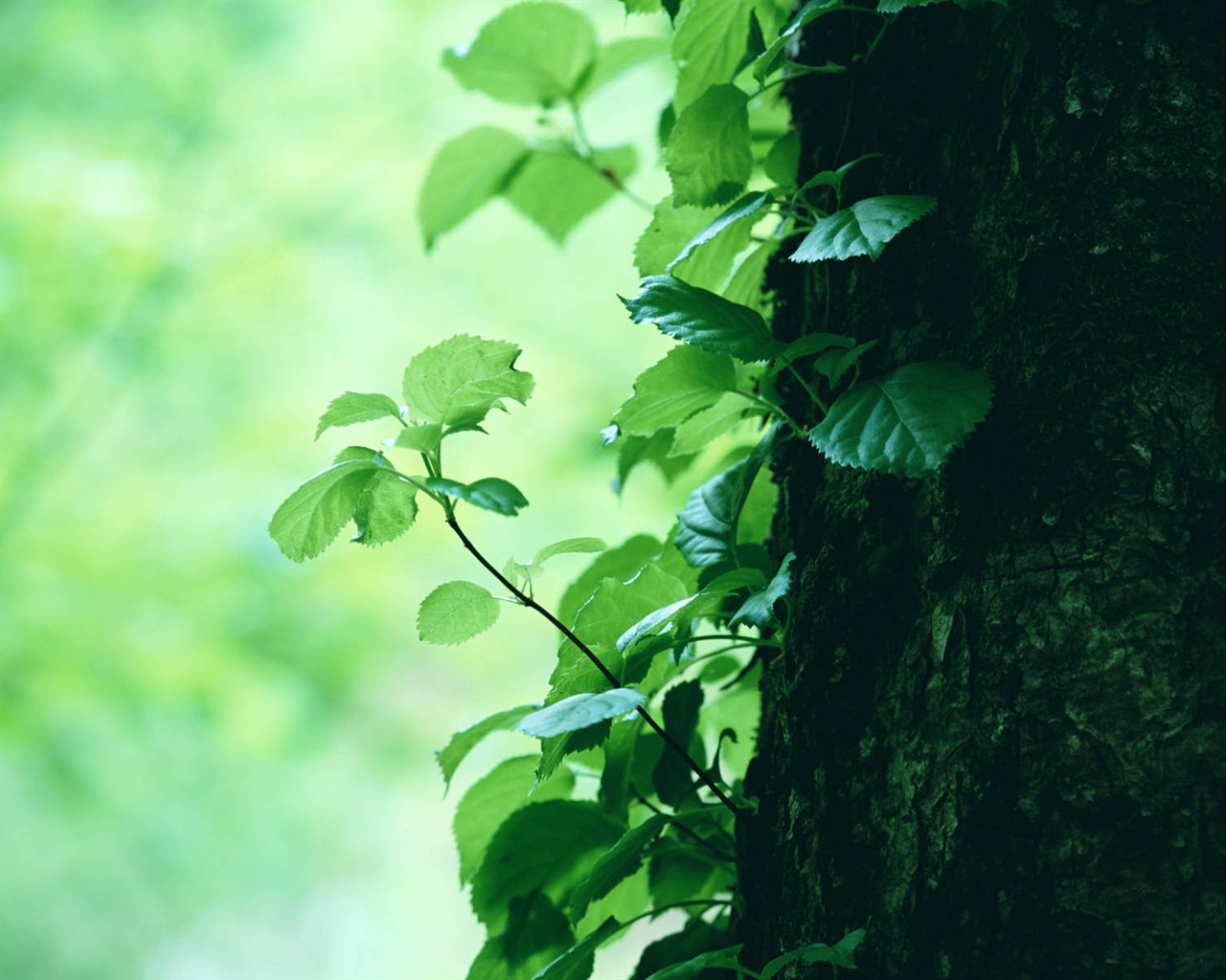 녹색 잎 사진 벽지 (3) #5 - 1280x1024