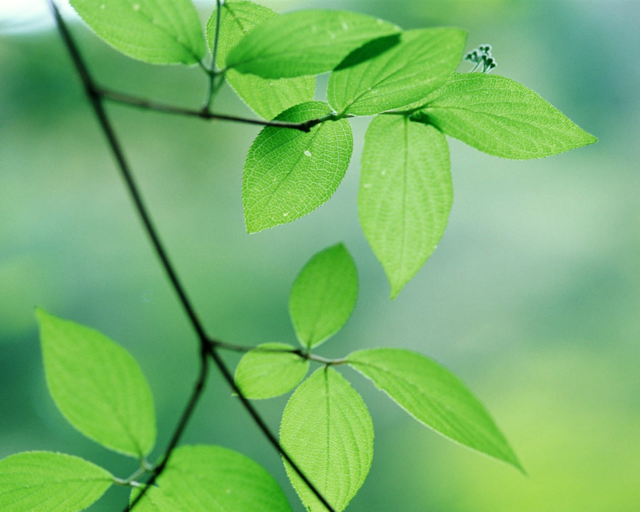 Green leaf photo wallpaper (3) #6 - 1280x1024