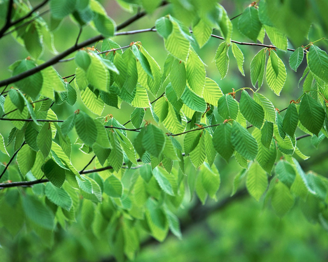 Green leaf photo wallpaper (3) #8 - 1280x1024