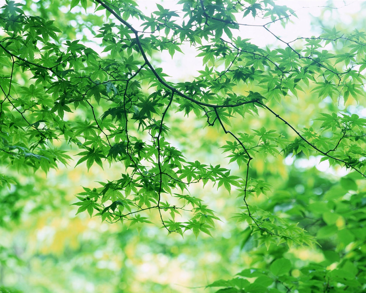 Green leaf photo wallpaper (3) #9 - 1280x1024